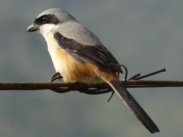 Munnar